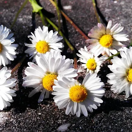 Domizil Am Dom Apartman Trier