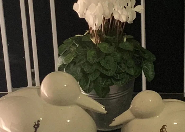 아파트 피보 도미질 암 돔 트리어