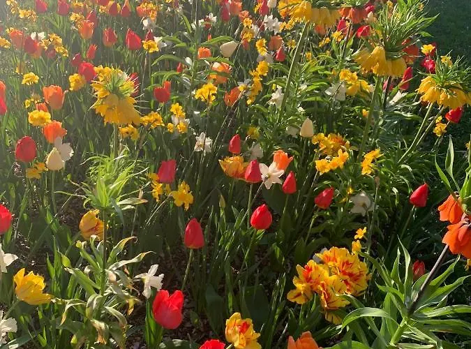 Apartment Domizil Am Dom *