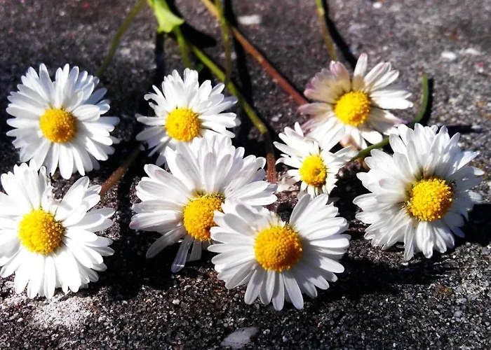 피보 도미질 암 돔 아파트 트리어