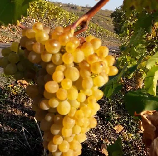 피보 도미질 암 돔 트리어