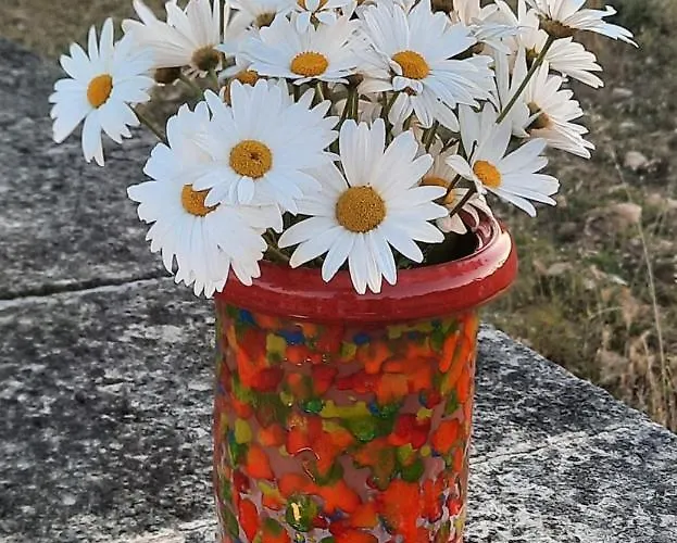 피보 도미질 암 돔